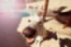 Dog Plano