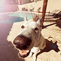 Dog Close Up