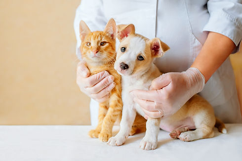 Pawspact Veterinarian gently holding a kitten and puppy