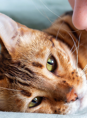 Kid is worried about his sick pet. Close up photo of domestic bengal cat and boy's face. R