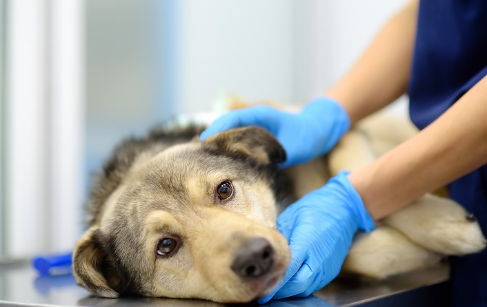 Veterinarian examines a large dog in veterinary clinic. Vet doctor applied a medical banda