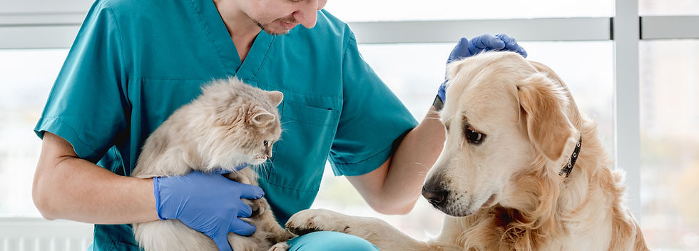Pawspact veterinarian caring for a dog and a cat in the clinic.