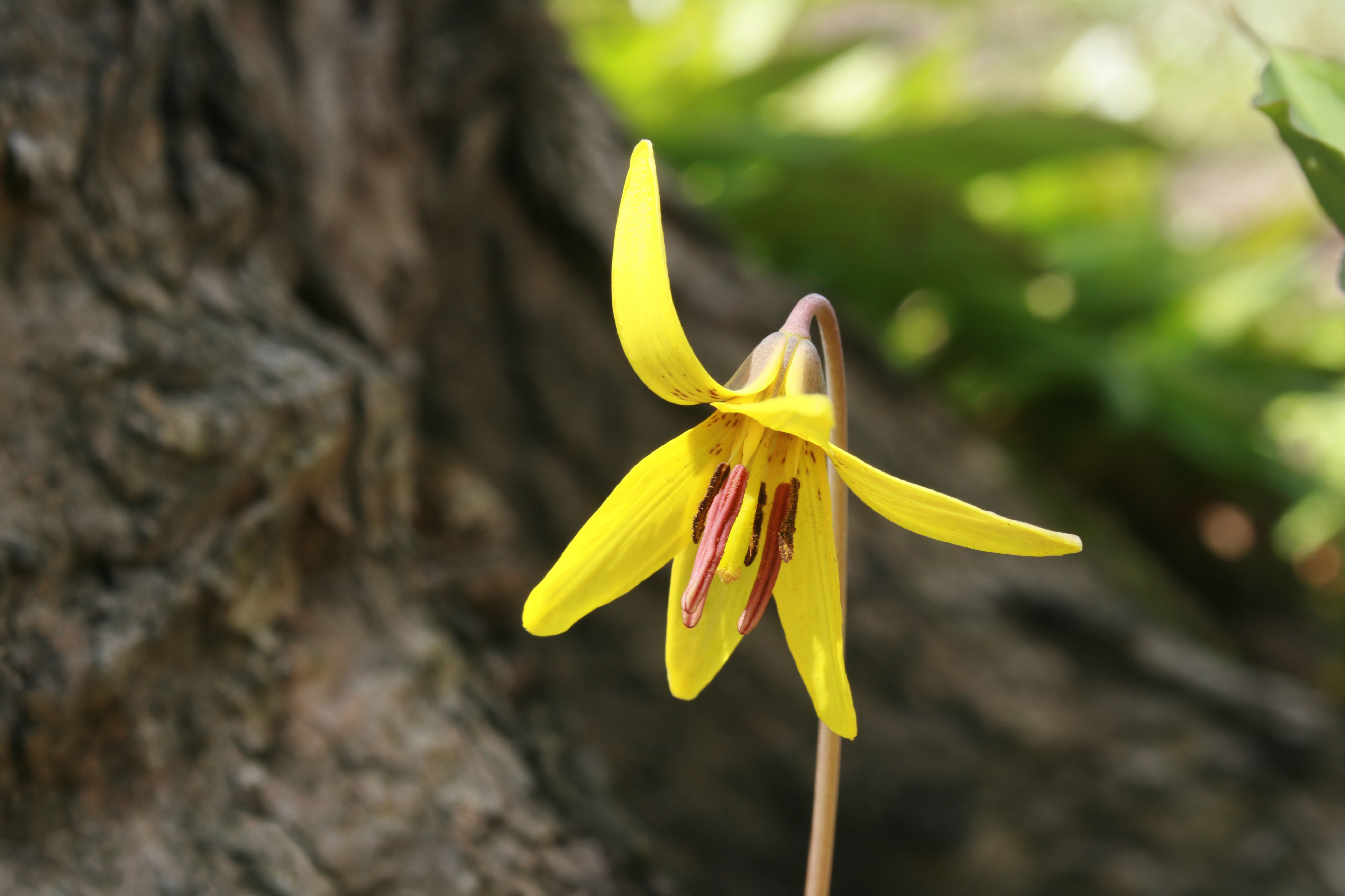 Yellow Trout Lily (Erythronium americanum)
