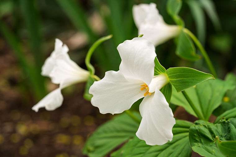 Large White Trillium