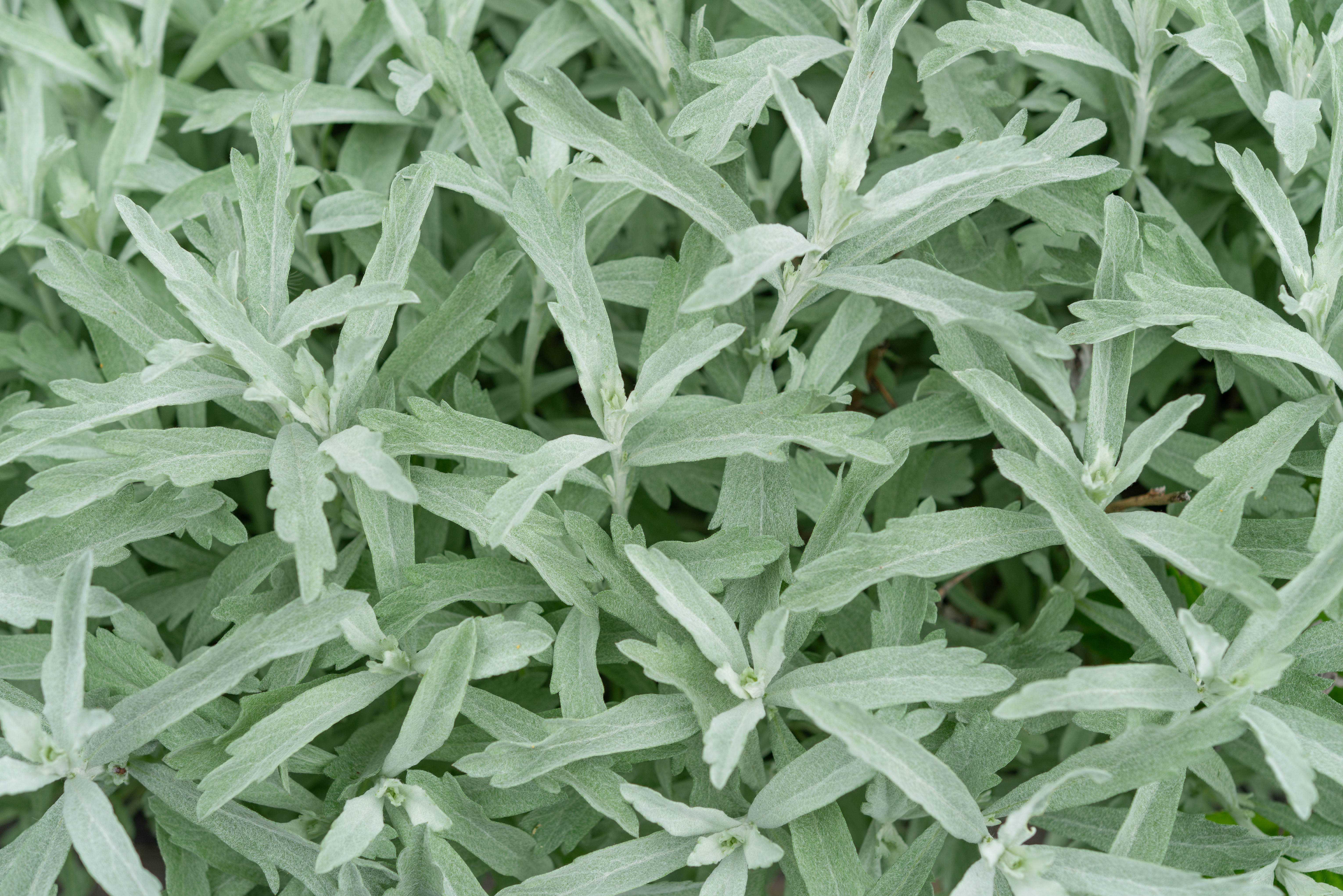 Prairie Sage (Artemisia ludoviciana)