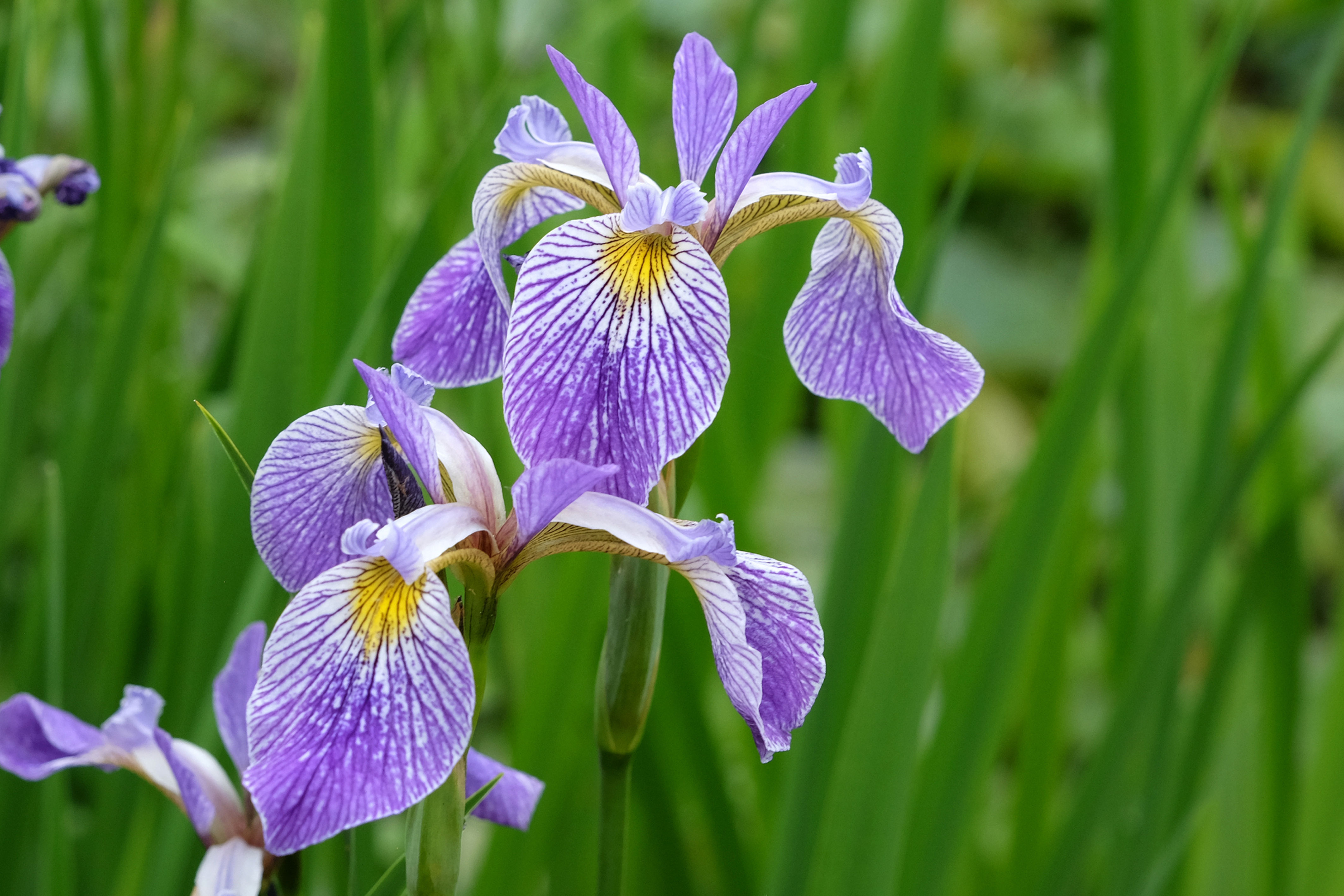 Northern Blueflag Iris (Iris versicolor)