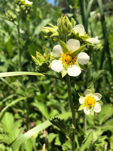 Prairie Cinquefoil