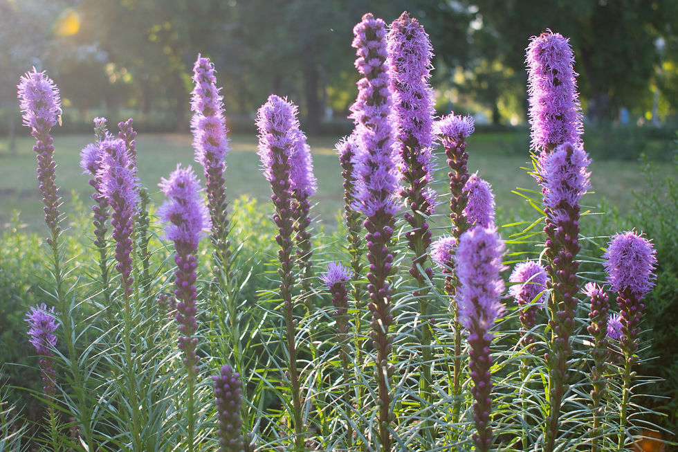 Prairie Blazing Star (Liatris Pycnostachya)