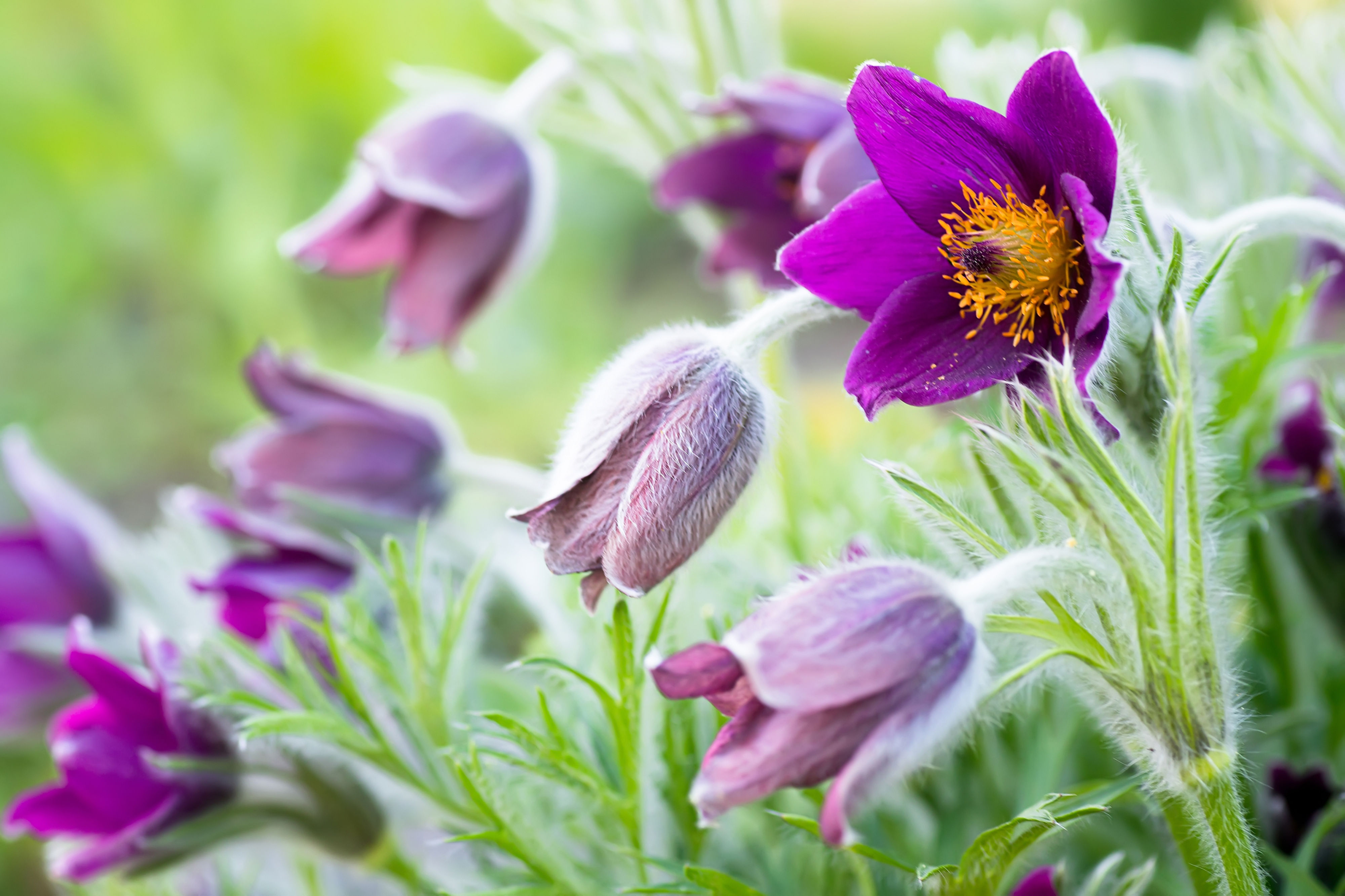 American Pasqueflower (Anemone patens multifida)