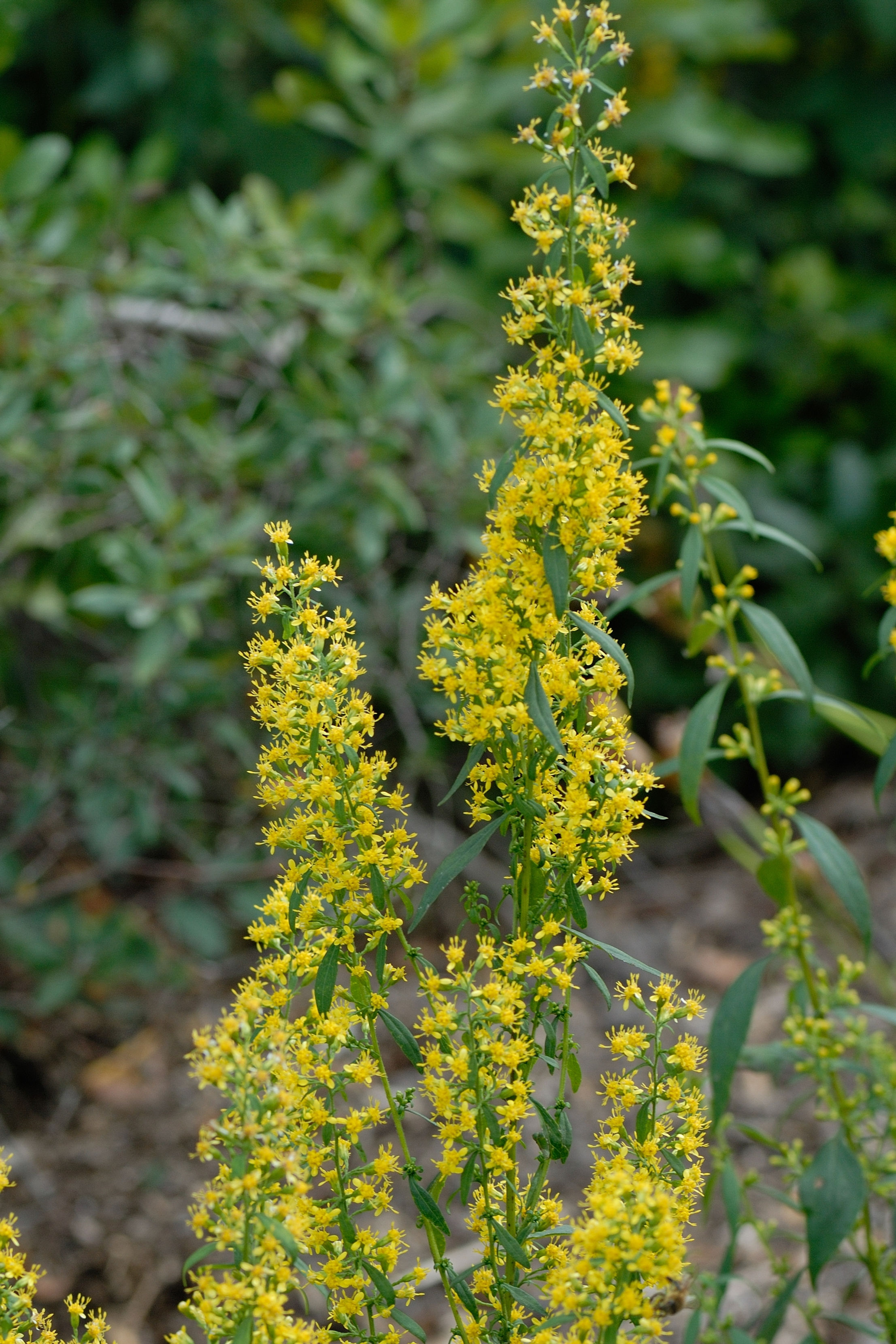 Zigzag Goldenrod (Solidago flexicaulis)