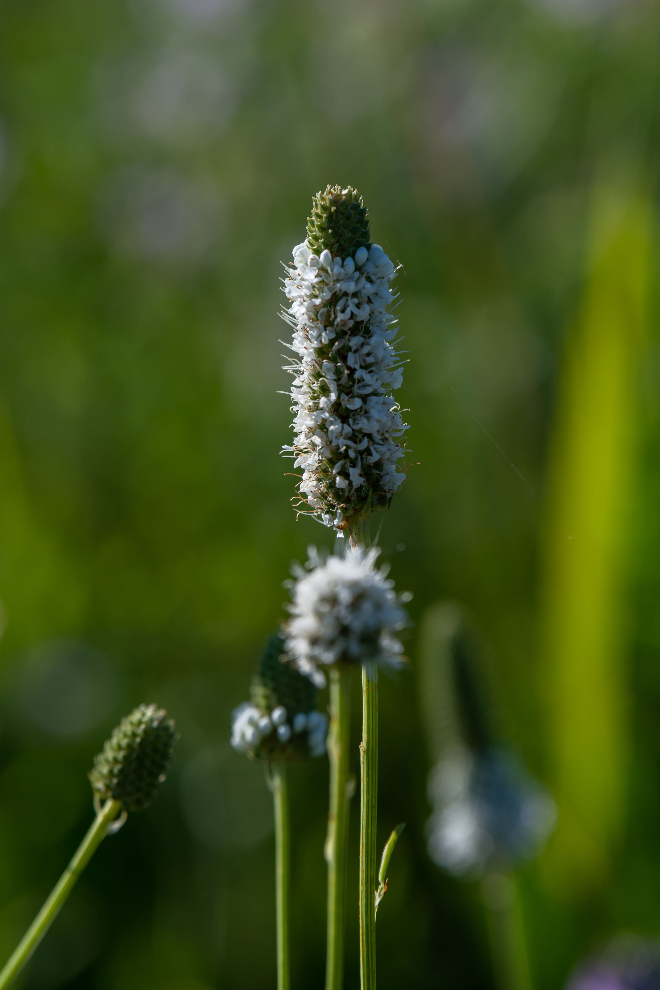 White Prairie Clover (Dalea candida)