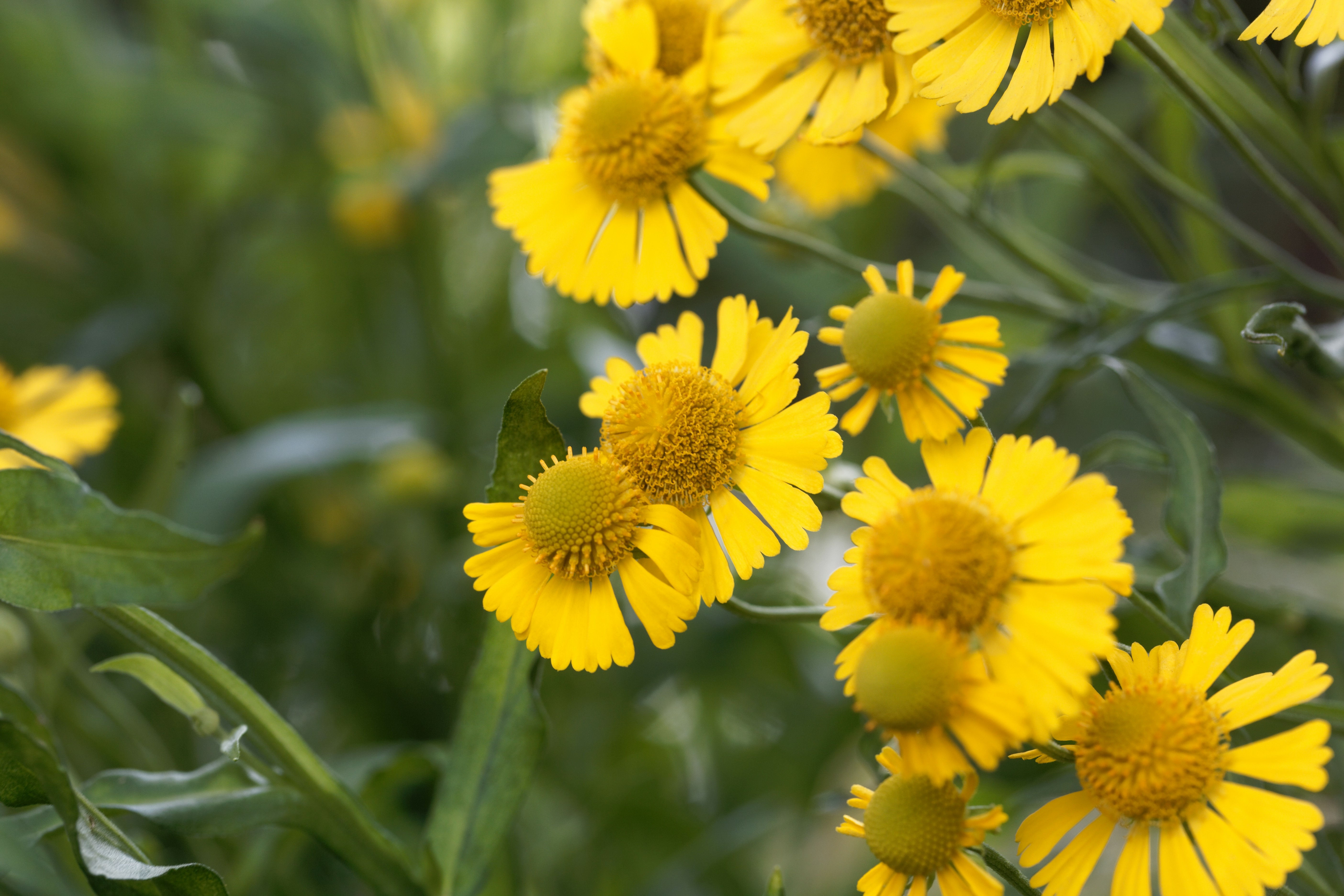 Yellow Sneezeweed (Helenium autumnale)