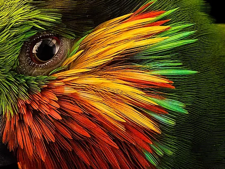 Insight #166 - BIRDS