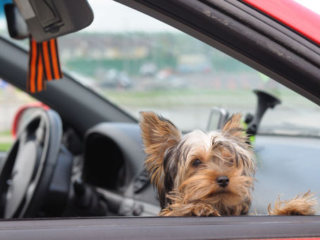 Why we are passionate about Pet Travel Safety