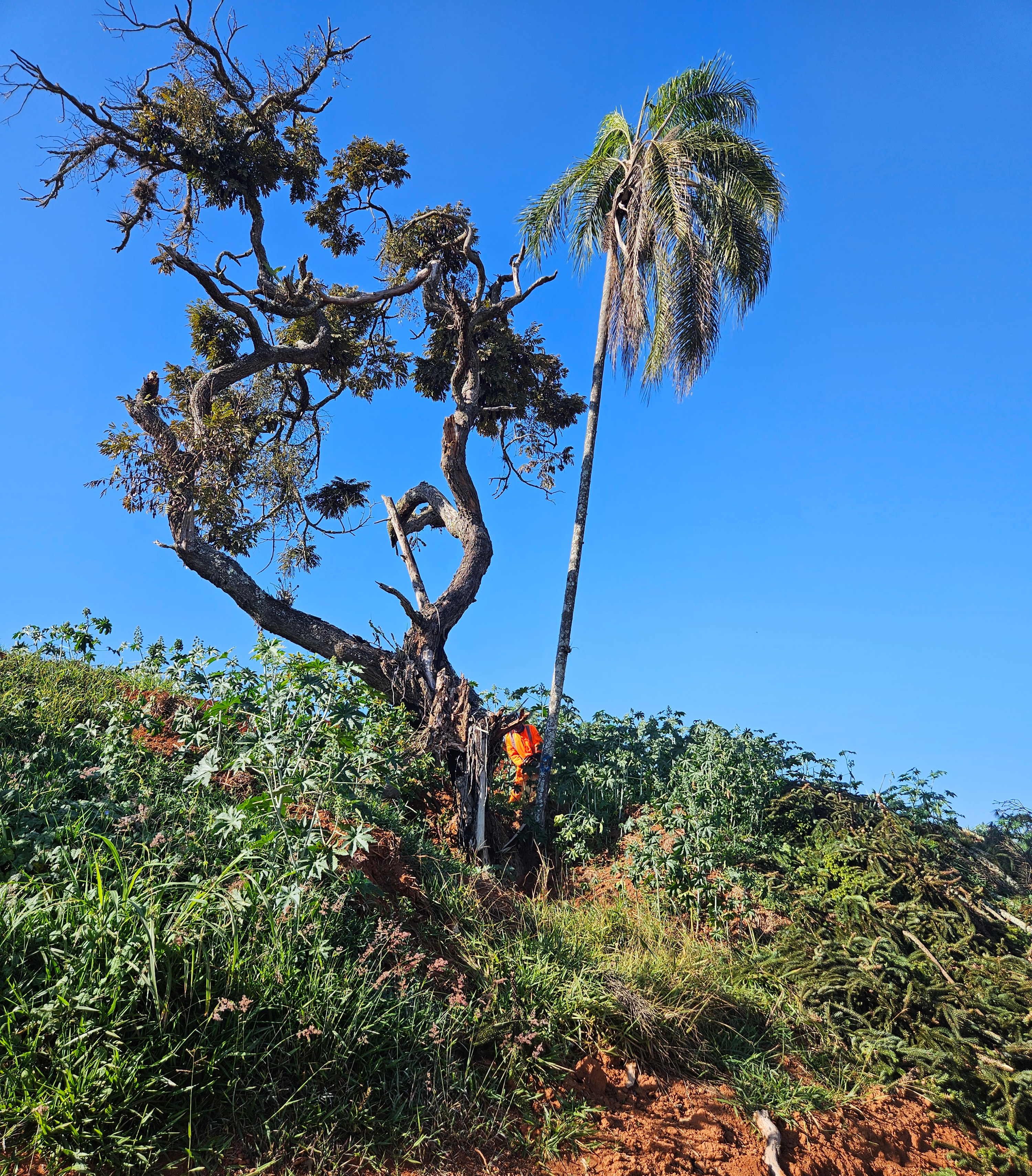 Arborista de laranja entre árvores retorcidas numa encosta verde, sob céu azul limpo.