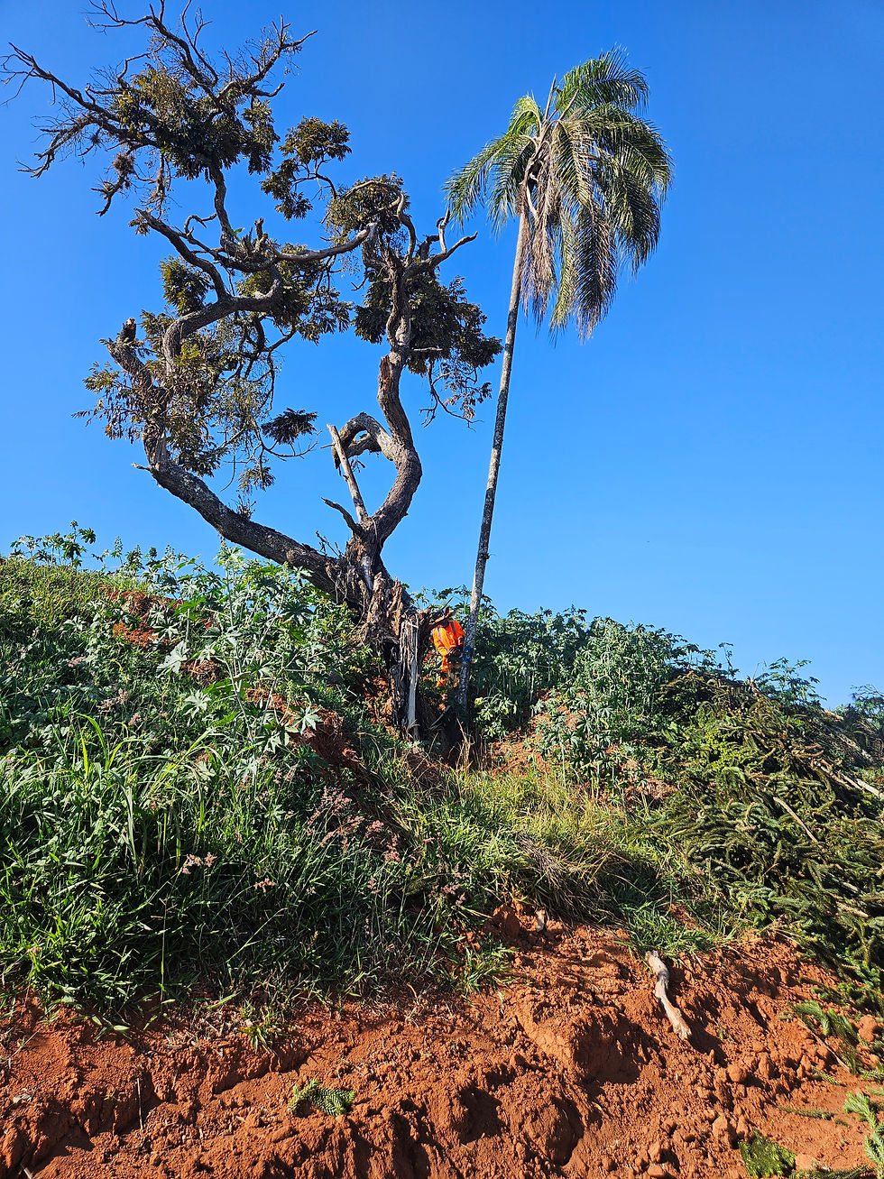 Identificar 180 árvores quando a numeração de campo já não existe mais: o desafio real por trás de uma grande supressão vegetal