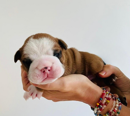 WhatsApp Image 2025-10-21 at 11.33.01(2)_cleanup.jpeg