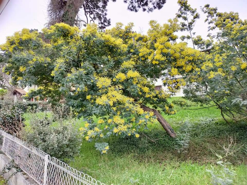 Balade à Arcachon, en ville de Printemps, mimosas en fleurs