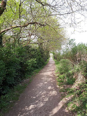 Sentier littoral Gujan Mestras-Chemin ombragé