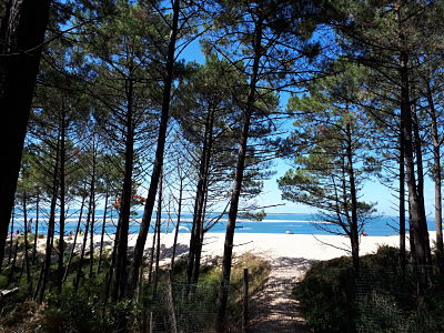 Balade au sud de la Dune du Pyla - Le bout du chemin d'accès