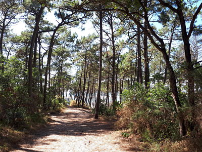 Balade au sud de la Dune du Pyla - Le début du chemin d'accès