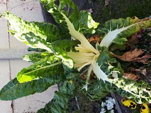 Notre potager, Chez Pascale et Patrick, Mios - Les Blettes
