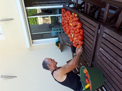 Notre potager en 2019 - Chez Pascale et Patrick - Une belle récolte de tomates 