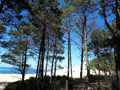 Balade au sud de la Dune du Pyla - Le Sud de la Dune