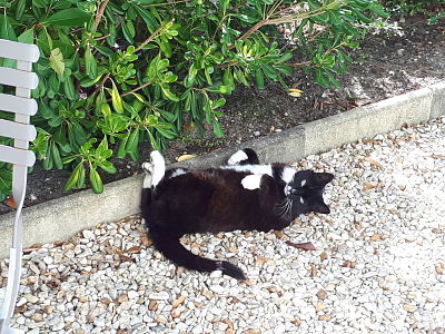 Un chat heureux Chez Pascale et Patrick