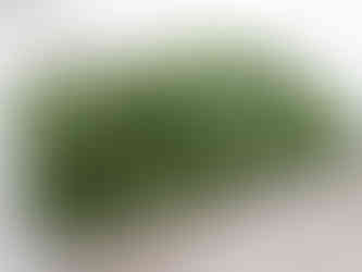 La verveine cueillie en train de sécher