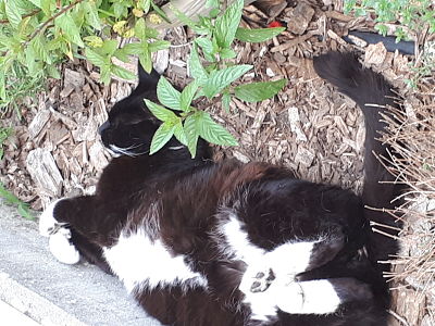 Mon chat, ma peluche !!