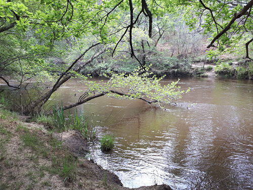 Canoë sur la Leyre - Le cours d'eau