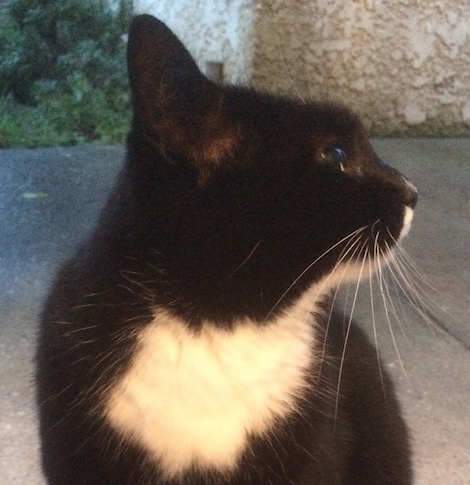 Mon chat, mon rayon de soleil