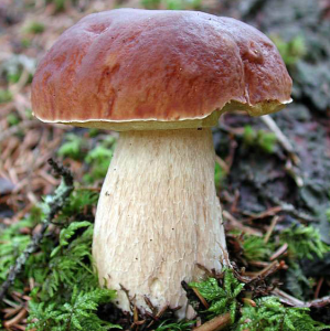 Le Cep de Bordeaux