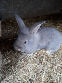 Le cheptel de lapins en cours de renouvellement Chez Pascale et Patrick