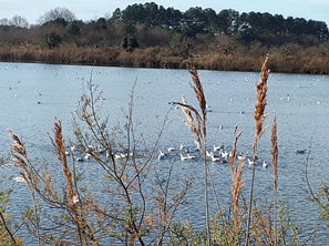 Balade à vélo au Teich dans le Delta de la Leyre (départ de Mios)