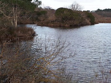 Prés-salés d'Ares-Lège