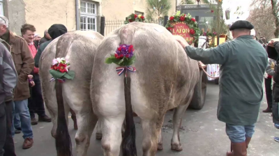 La fête des boeufs gras de Bazas