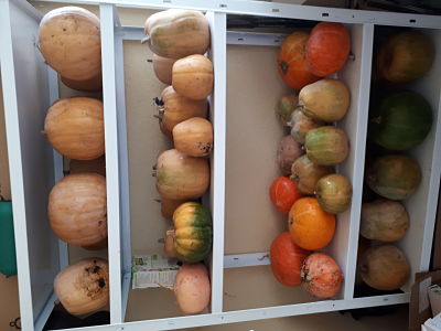 Notre potager en 2020 - Chez Pascale et Patrick - Citrouilles