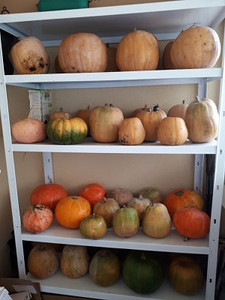 Notre potager en 2020 - Chez Pascale et Patrick - Citrouilles