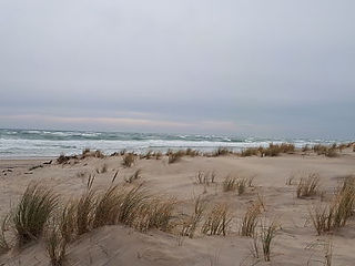Plage du Petit Nice-Bassin Arcachon-Les oyats