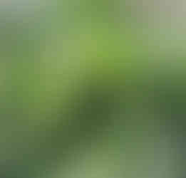 Notre potager, Chez Pascale et Patrick, Mios - Les artichauts