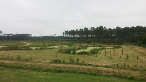 Zone Libellule de Mios - Les Bassins d'épandage