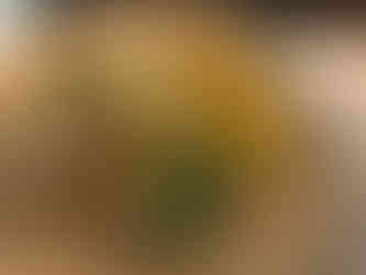 Restaurant à Arcachon : le Royal Moulleau