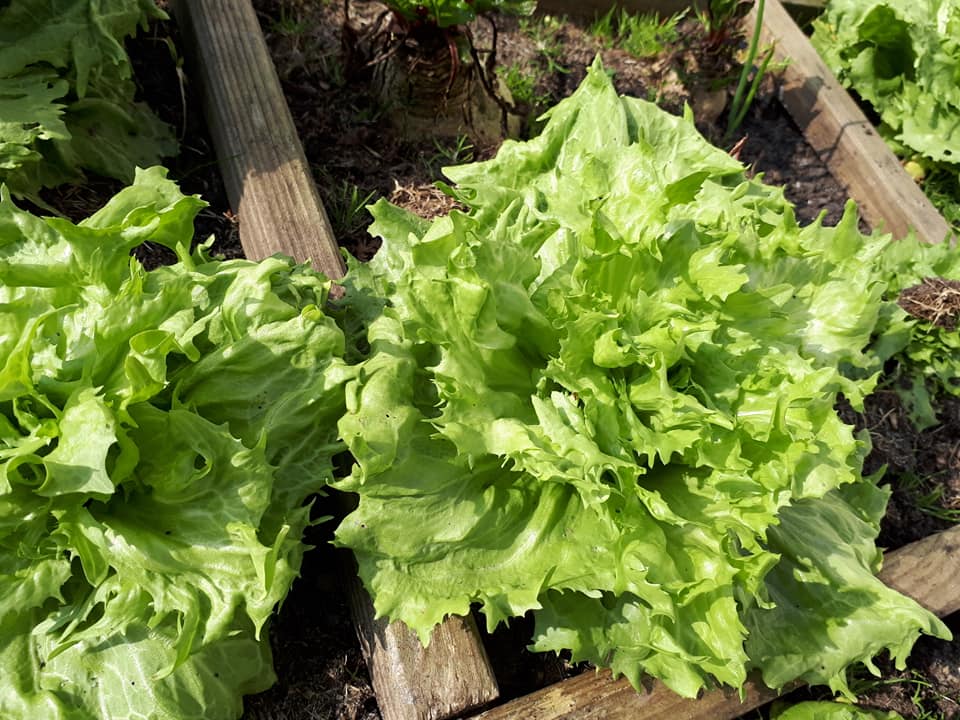 Notre potager, Chez Pascale et Patrick, Mios - Salade Reine des Glaces