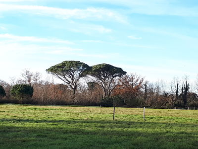 Les pins parasol du domaine de Certes