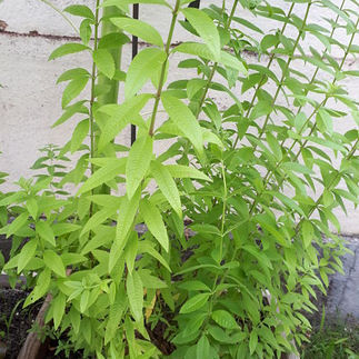La verveine citronnelle - Notre tisane maison