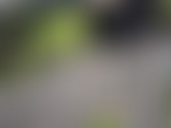 Notre potager bio - 2019