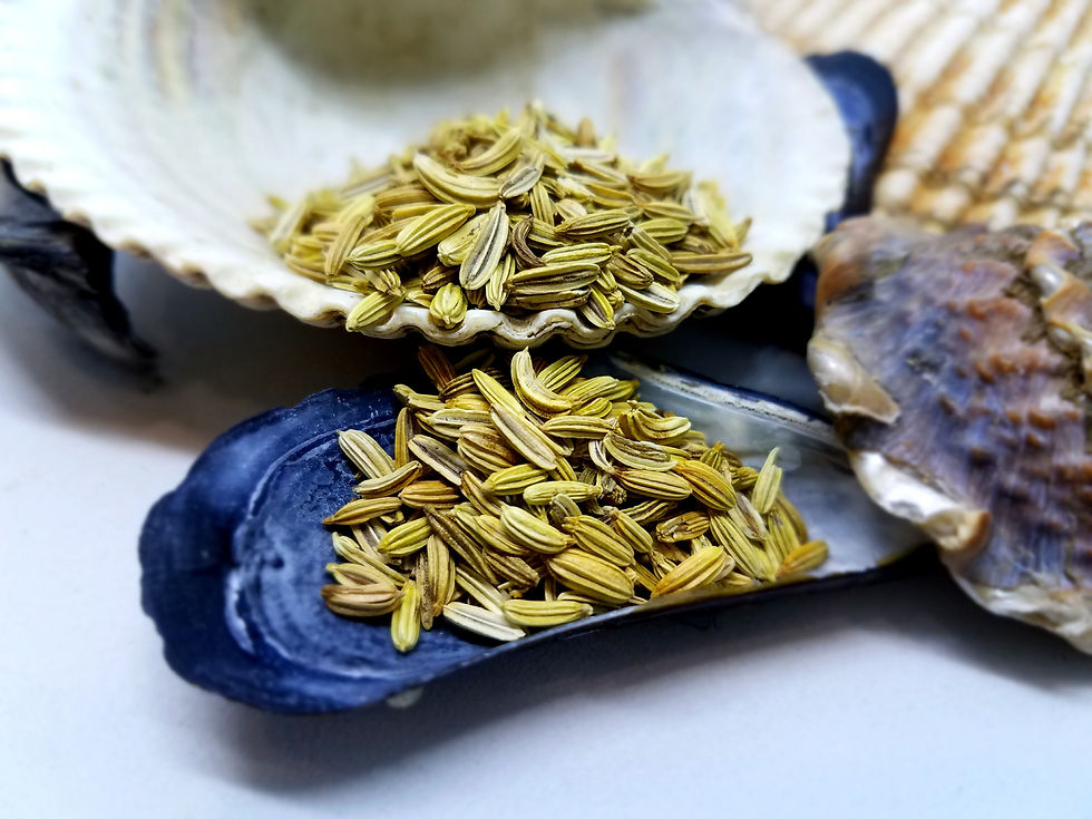 Fennel Seed Whole