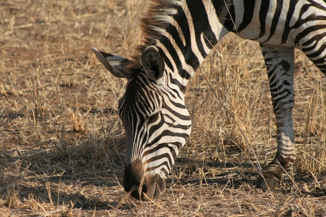 Tarangire National Park - Zebra